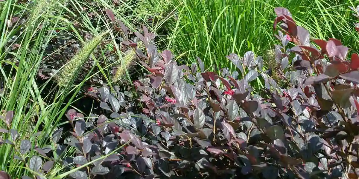 Progettazione Aiuole con Contrasti Cromatic - il Maggiociondolo