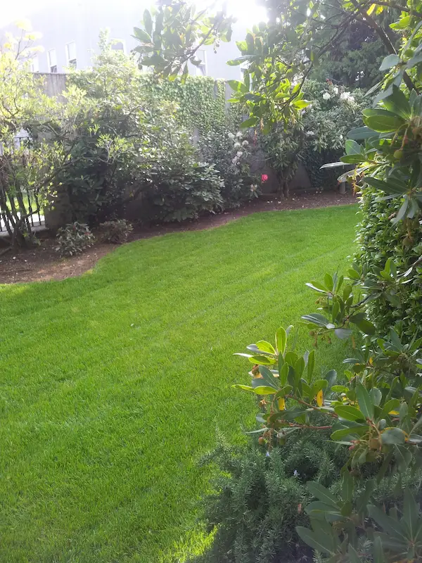 Manutenzione Prato e Taglio Erba - il Maggiociondolo