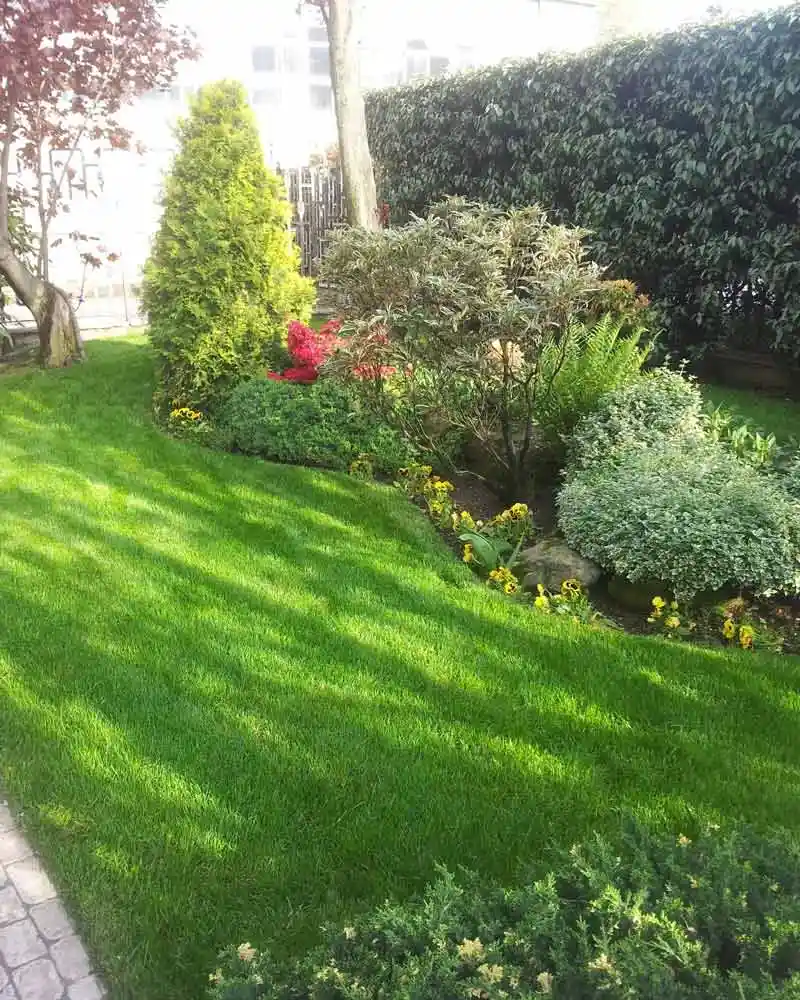 Progettazione Aiuole e Manutenzione Prato - il Maggiociondolo