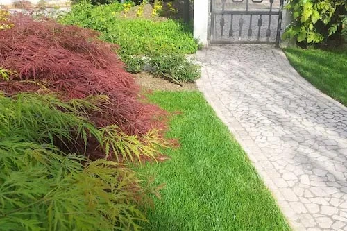 Progettazione Aiuole e Manutenzione Prato - il Maggiociondolo