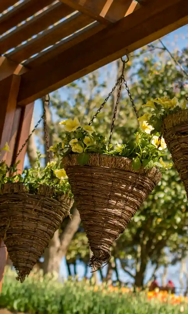 dettaglio di piante sospese in un giardino pensile - il Maggiociondolo