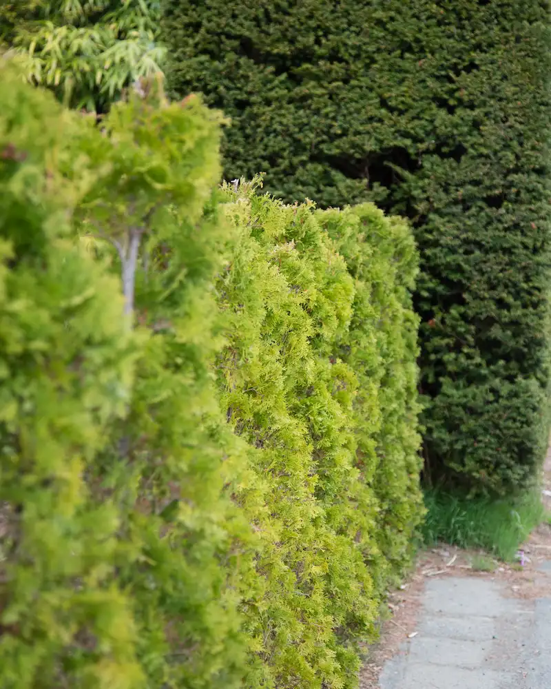 dettaglio di una siepe - il Maggiociondolo