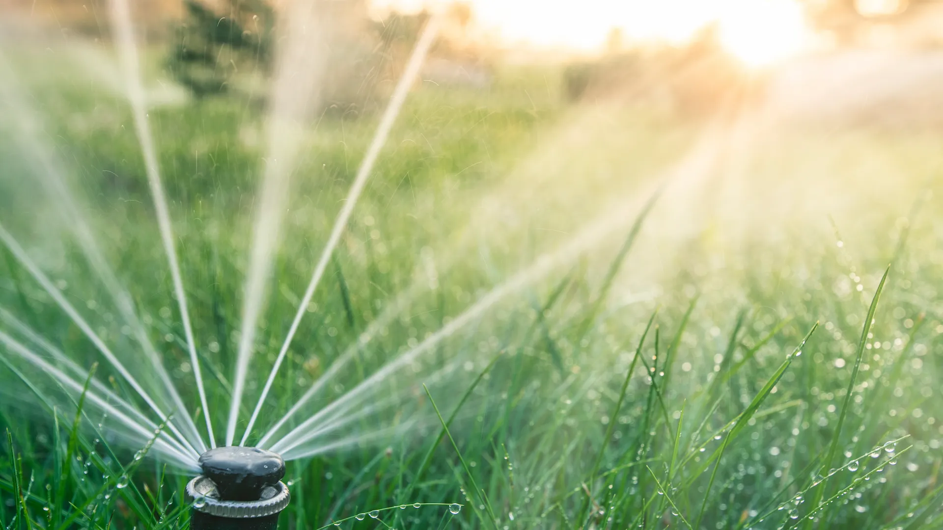 dettaglio impianto di irrigazione in funzione - il Maggiociondolo