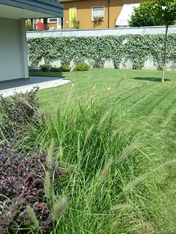 posa professionale di manto erboso - il Maggiociondolo