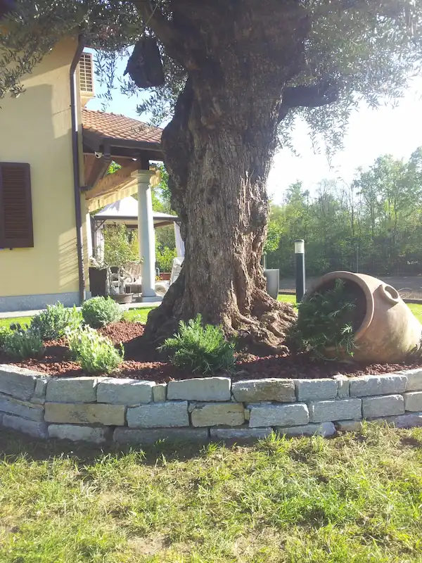 muretto in pietra con ulivo secolare - il Maggiociondolo