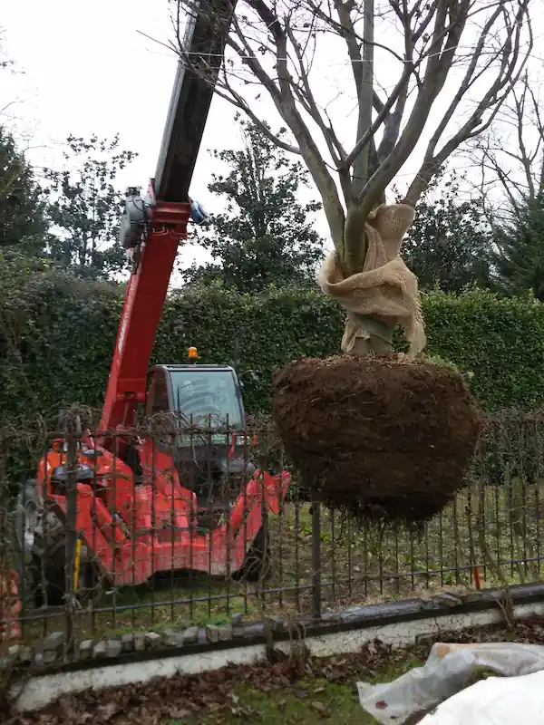 sollevatore esemplari grandi - il Maggiociondolo